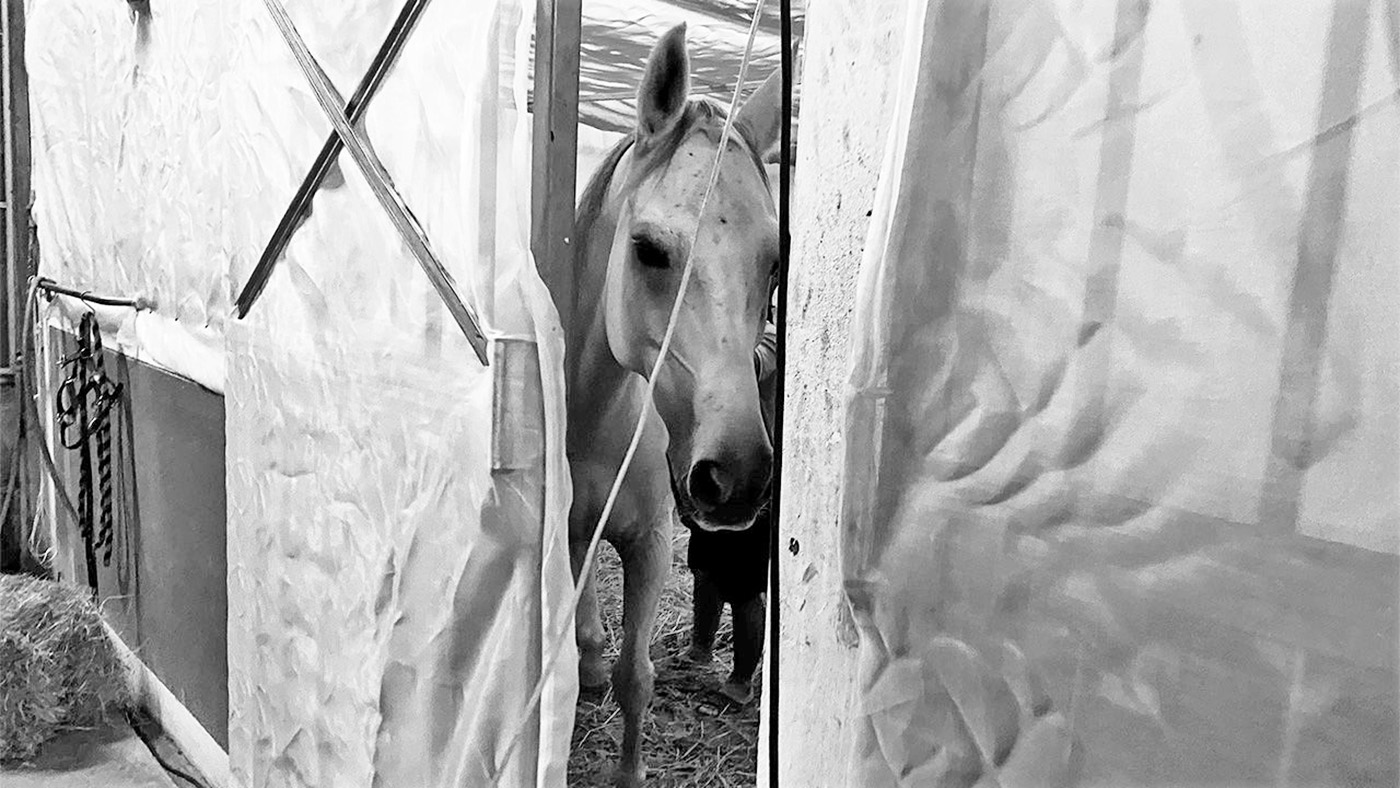 Afircan_Horse_Disease_Thailand_1280x720_394961212_695577302-1.jpg