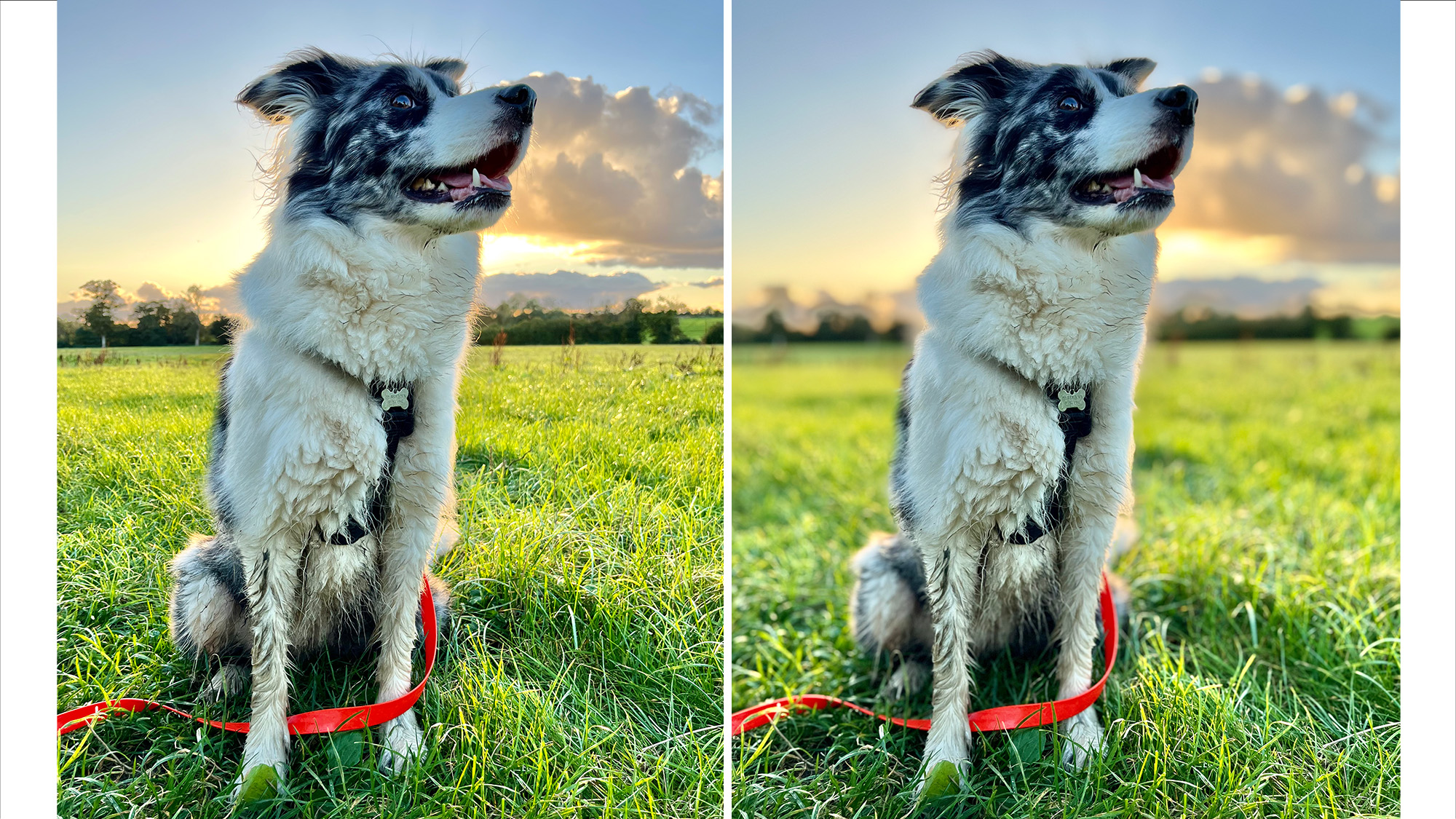 Portraits of dog