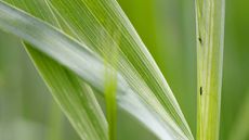 thrips