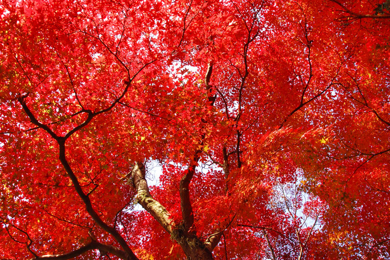The colorful foliage of autumn
