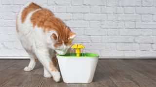 Cat drinking from a pet water fountain