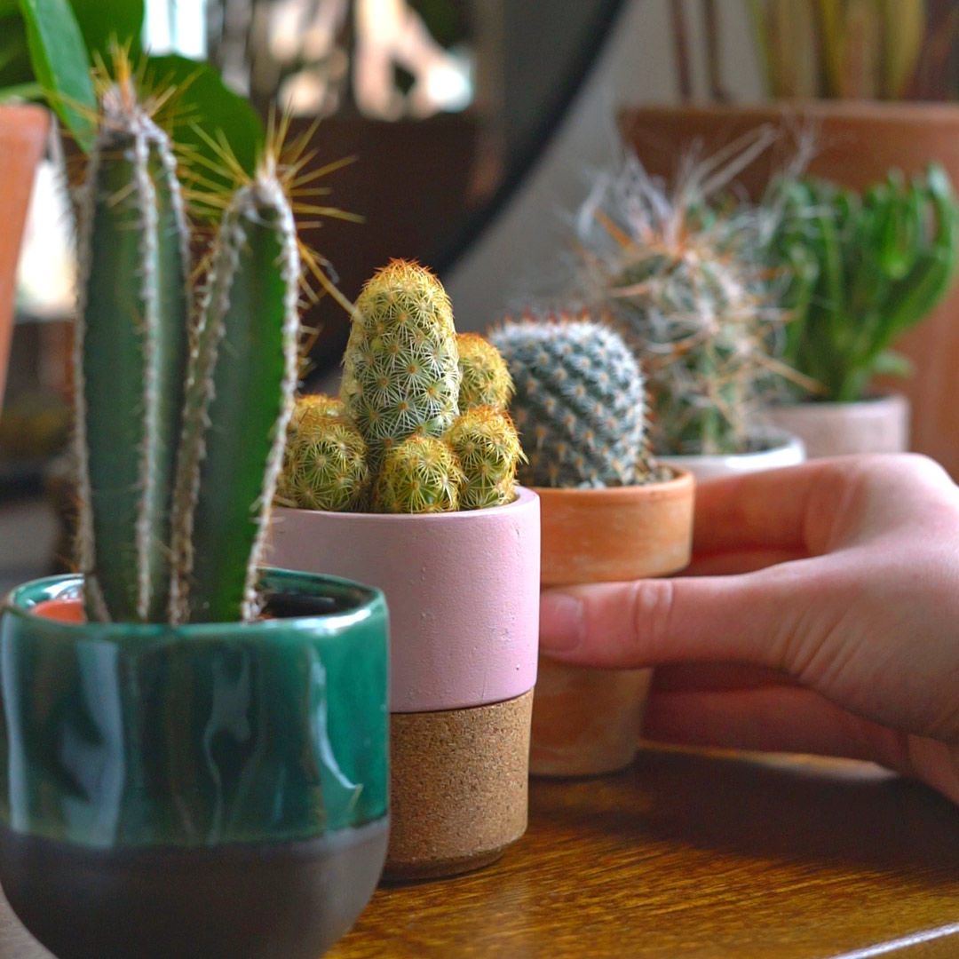 The secret to an indoor cactus collection revealed! The best bit is ...