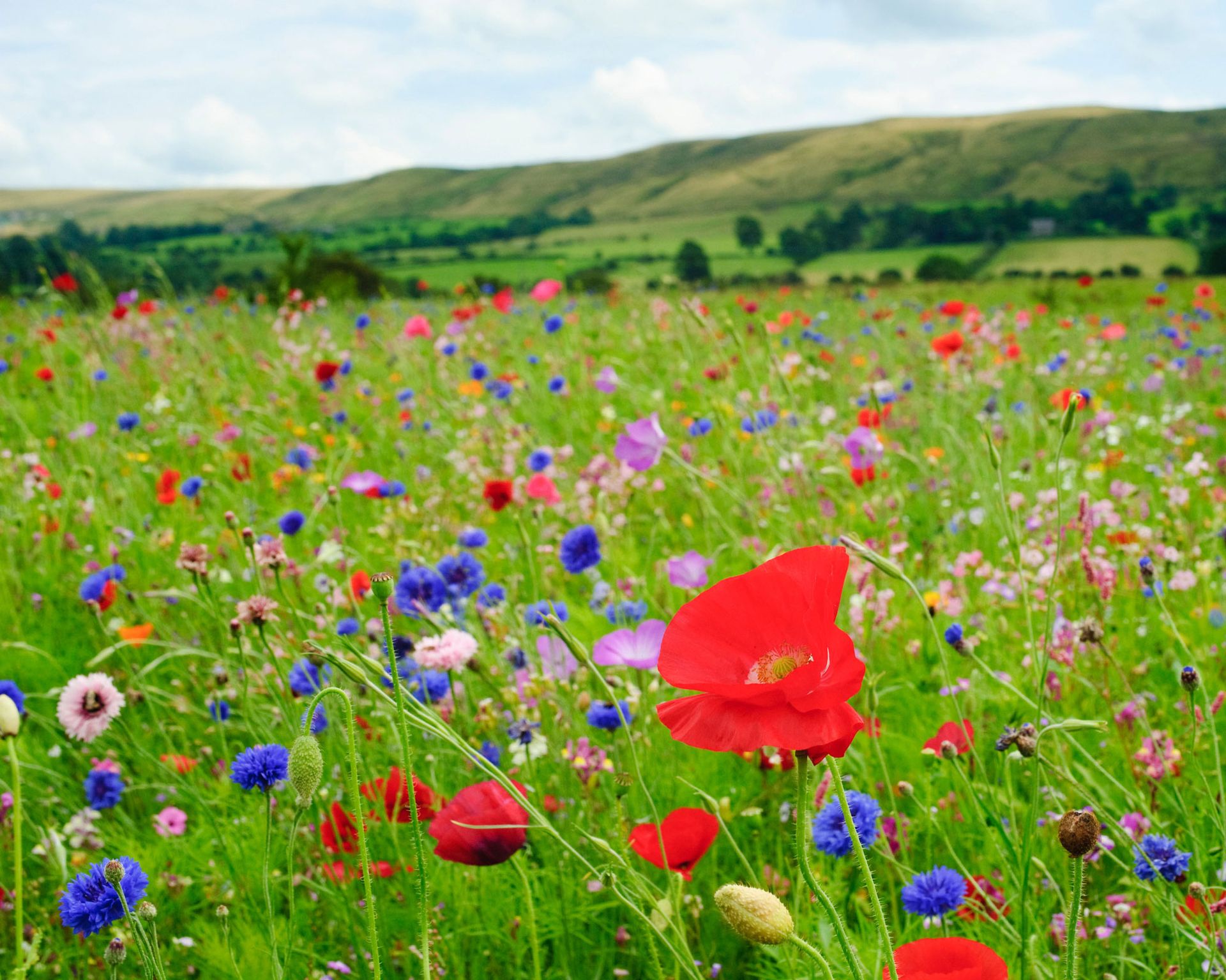 Experts share the laws on picking wildflowers | Gardeningetc