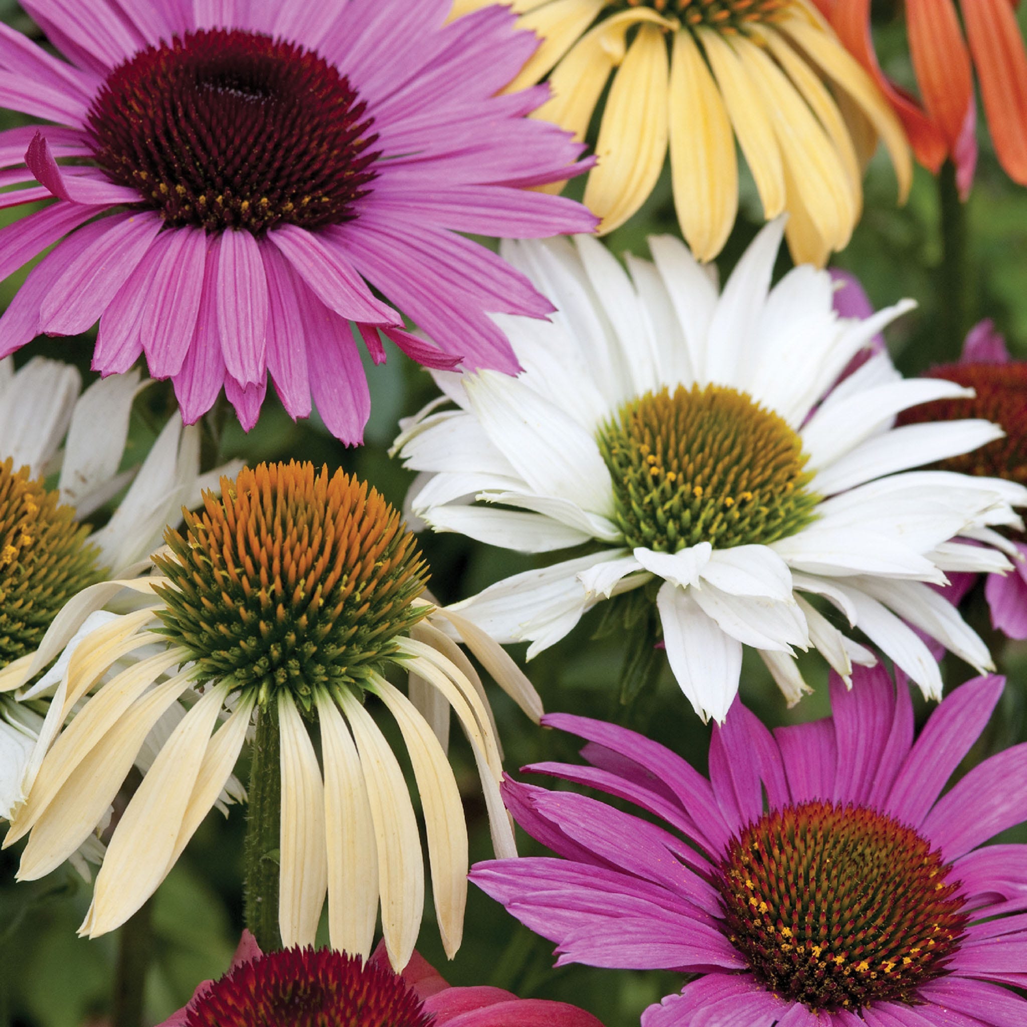 Paradiso Mix Echinacea Plant