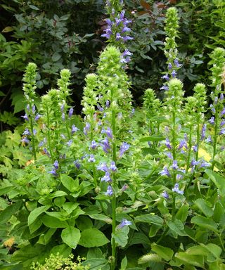 blue cardinal flowers growing in back garden