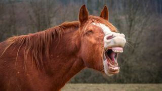 chestnut horse neighing