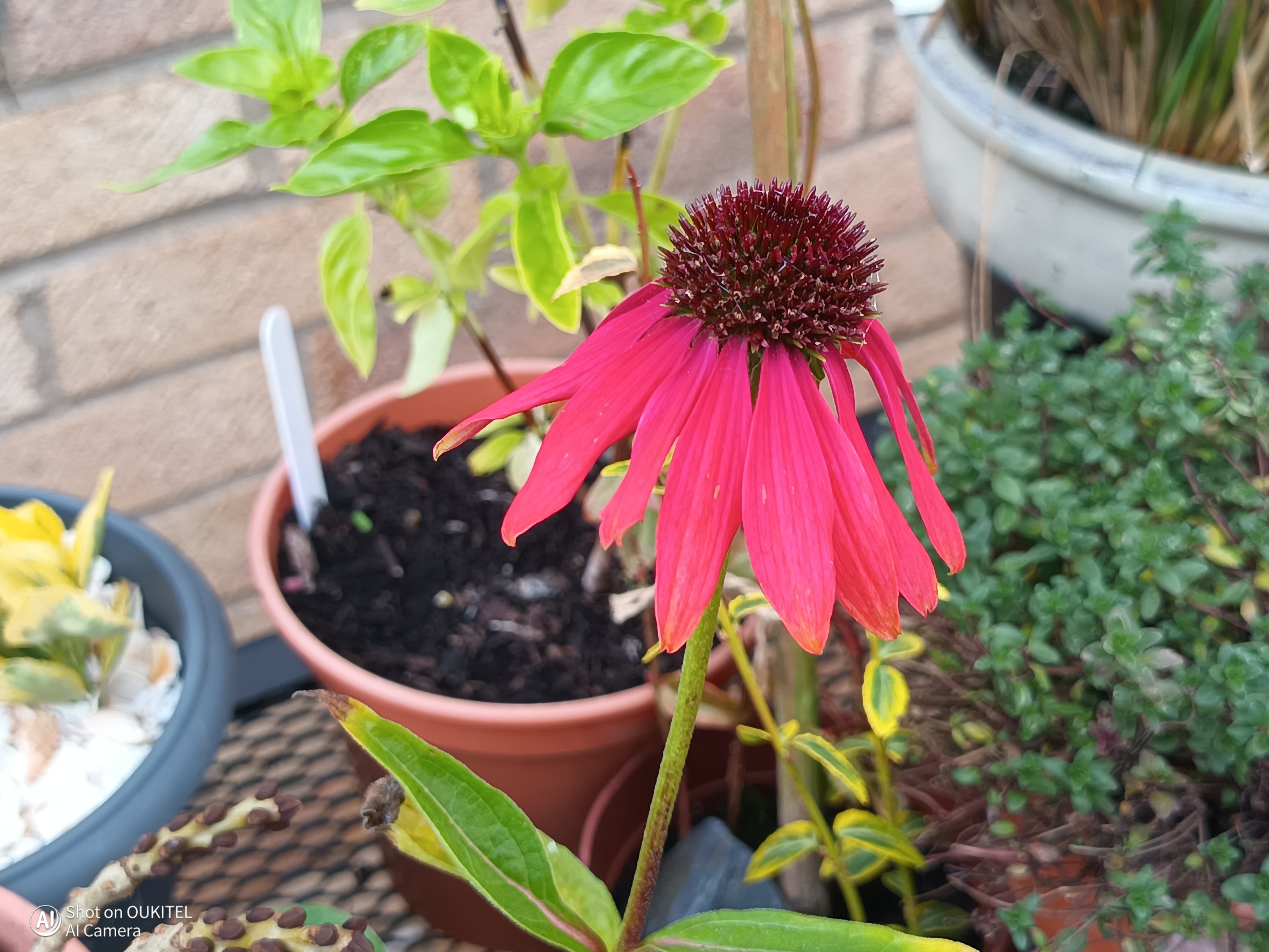Oukitel WP60 Example Images