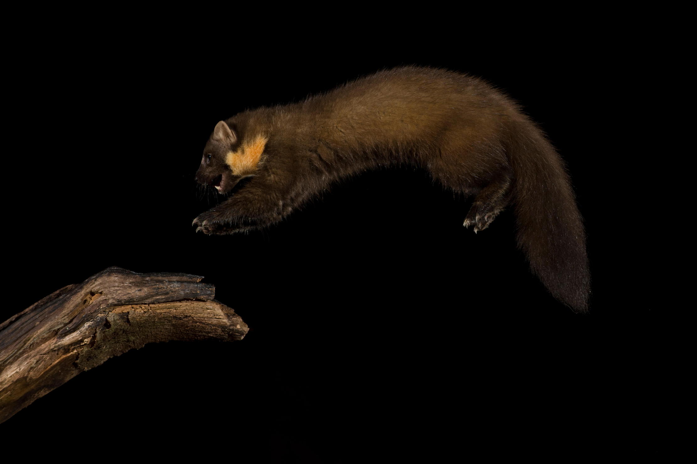 Pine martens