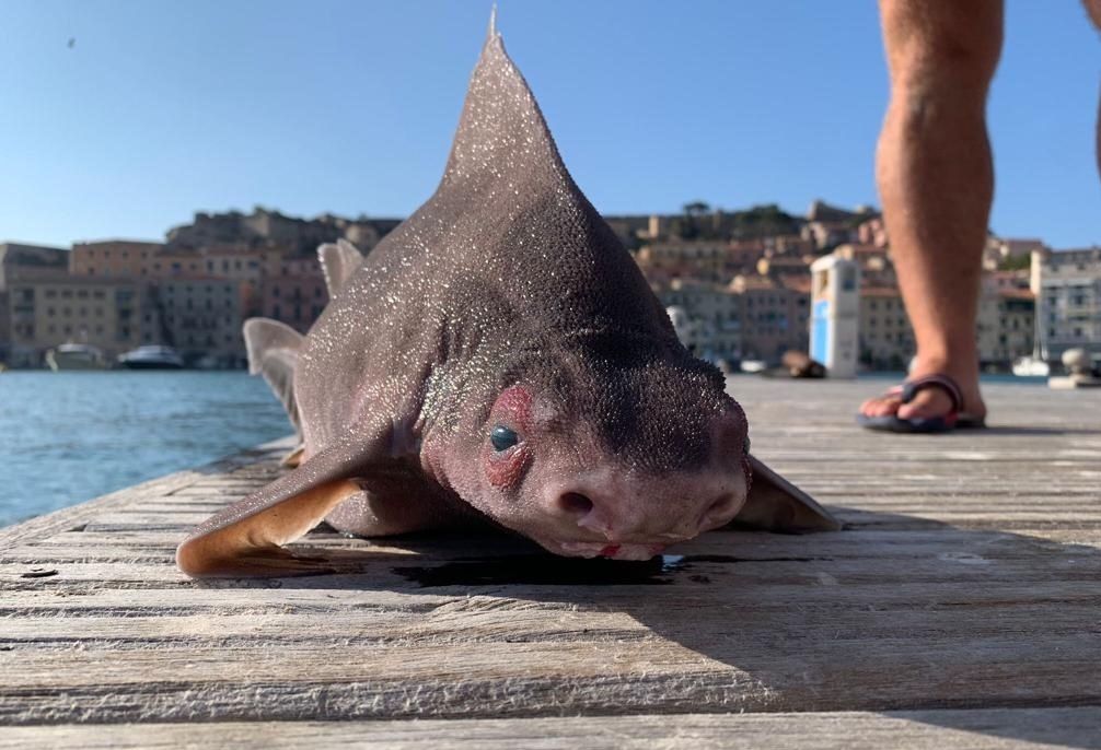 Um estranho tubarão com cara de porco é encontrado morto no Mar Mediterrâneo.  isto é real?