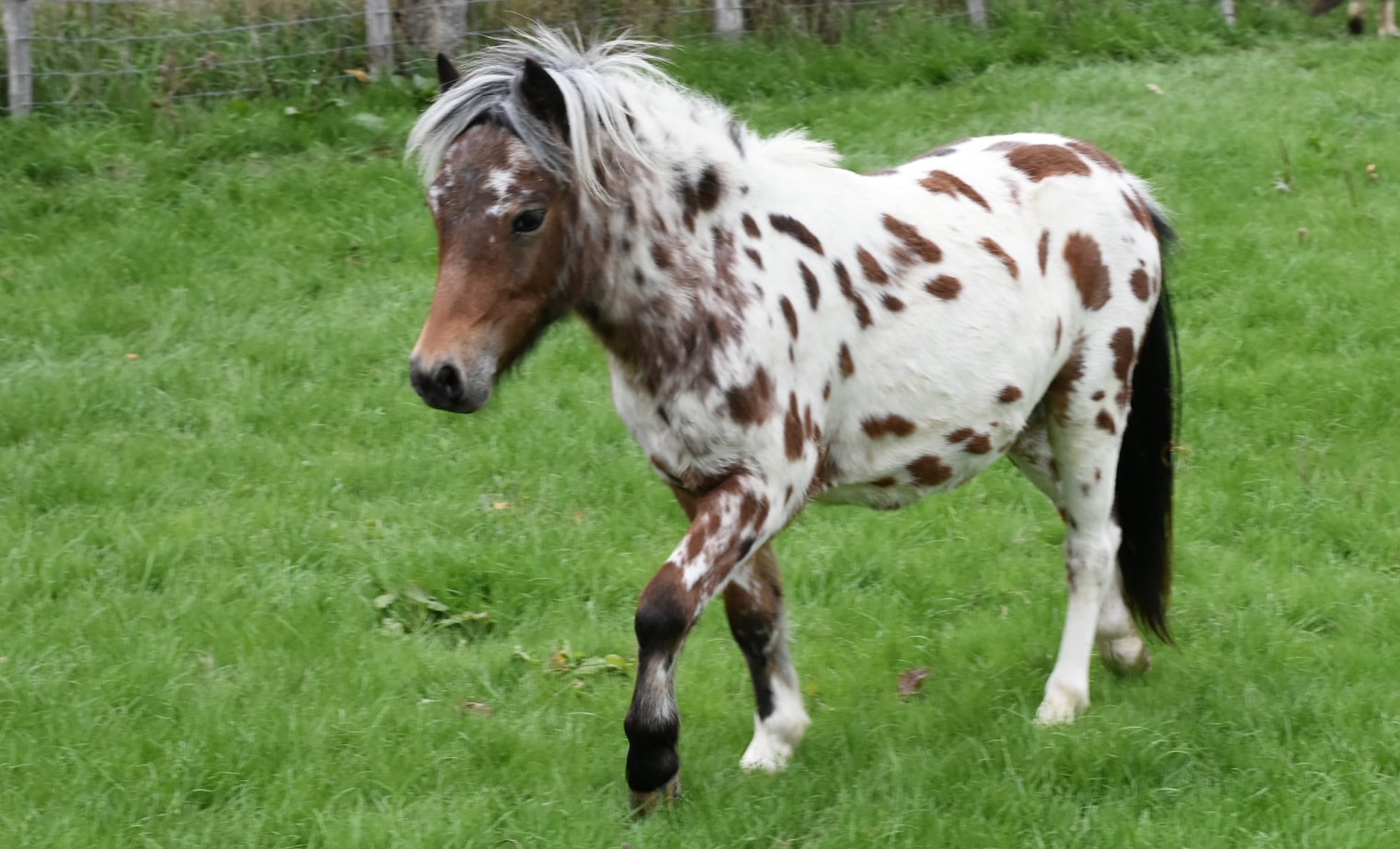 The stolen spotted Falabella in a field