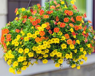 Hanging basket filled with yellow and red million bells or calibrachoa