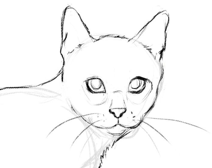 Featured image of post Easy Cat Drawing Face - By our video, you can draw it step by step.