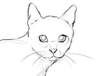 More defined sketch of a cat