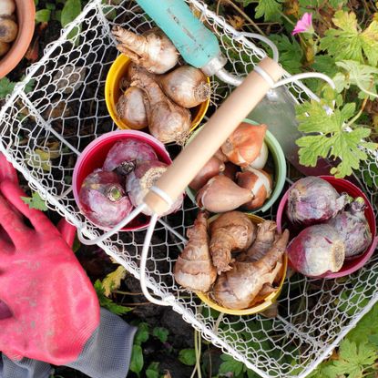 spring bulbs in a basket