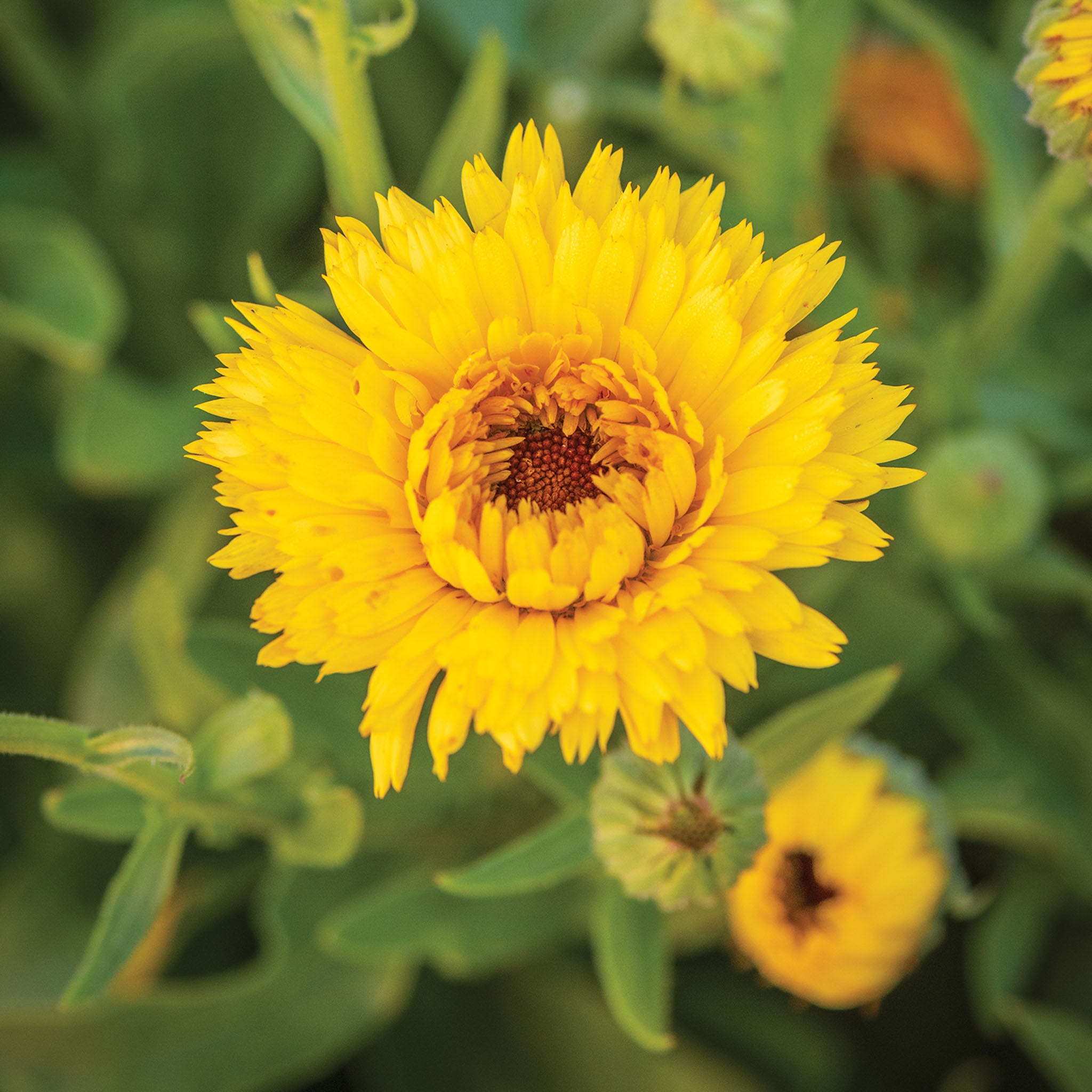 Calexis Yellow Calendula Seeds