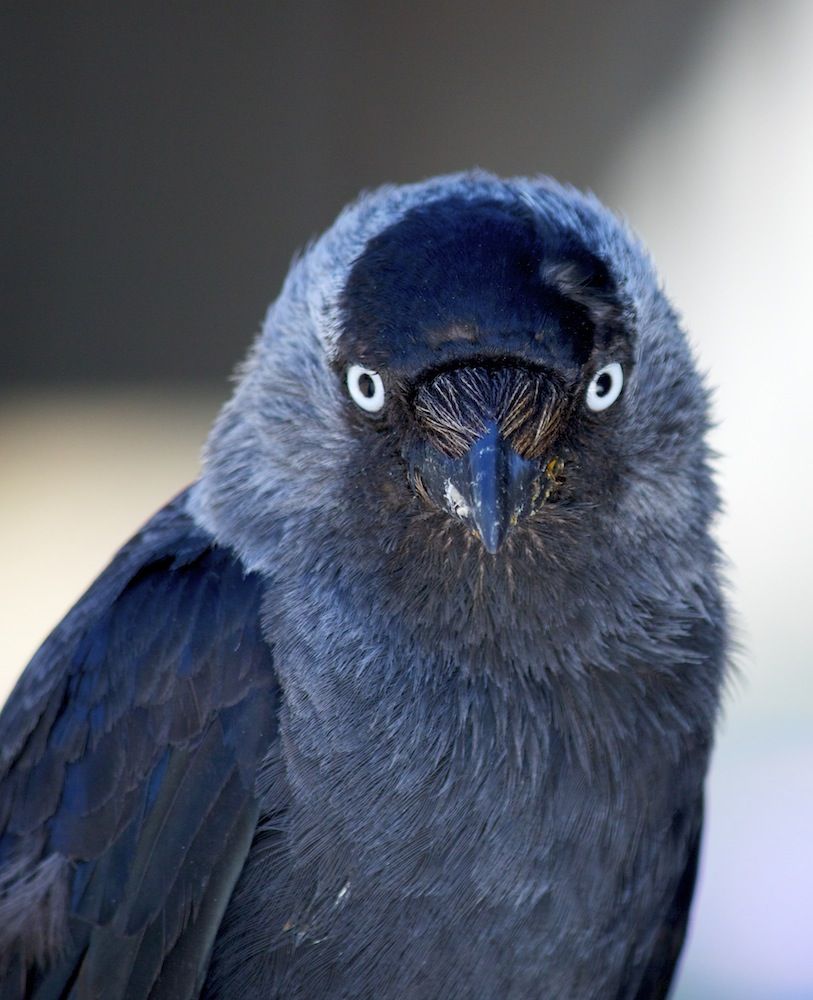 jackdaw