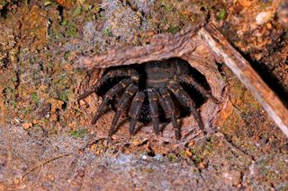 A trapdoor spider come out of its burrow.