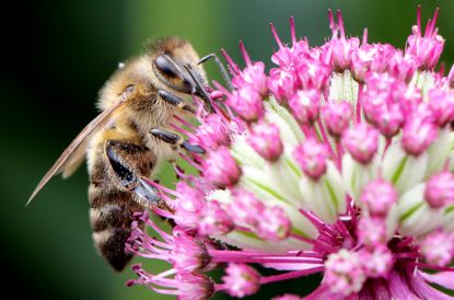 A close-up of a bee on an astrantia flower