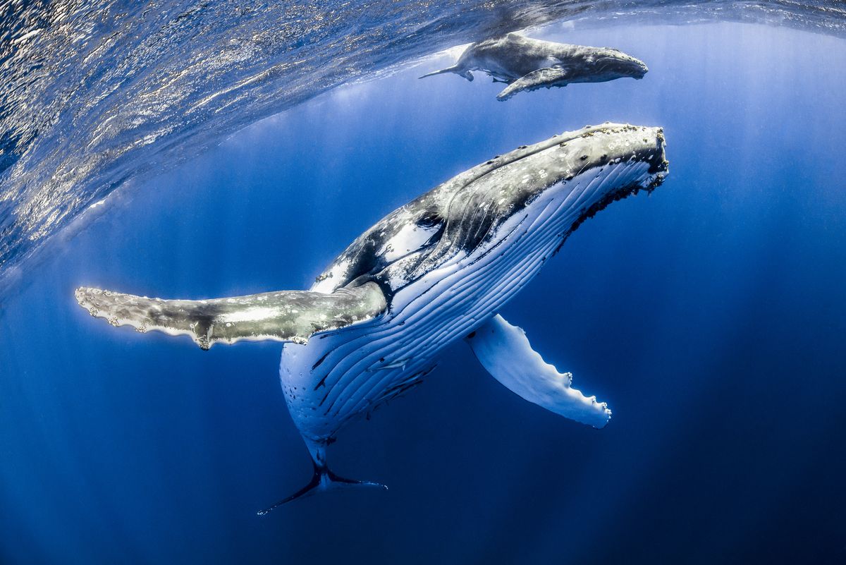 humpback whale teddy