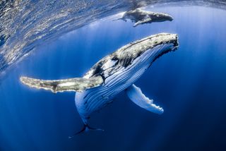 Massive bait ball, feeding humpback whales, photographed from the