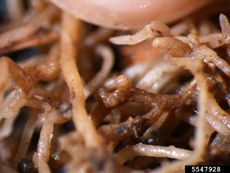 Close Up Of Cereal Cyst Nematodes