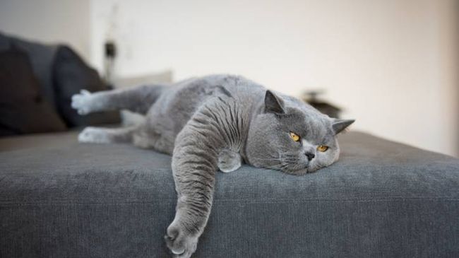 My cat won’t play: Is it normal and how to encourage activity | PetsRadar