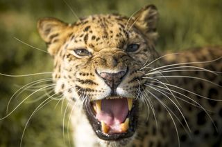 Leopard, super cats nature pbs