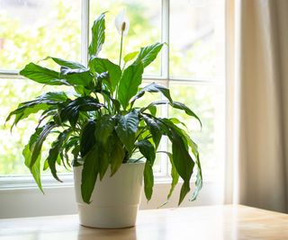 peace lily on window sill