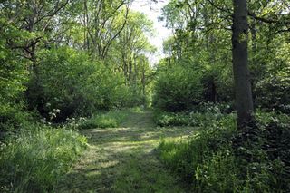 ancient woodland