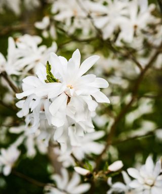 Beautiful white Magnolia stellata Royal Star in bloom