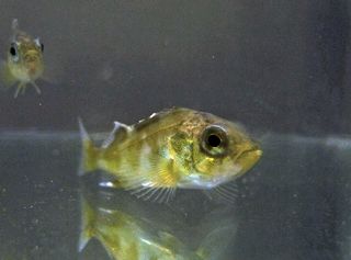Ocean acidification threatens to make fish, like this juvenile rockfish, more anxious.