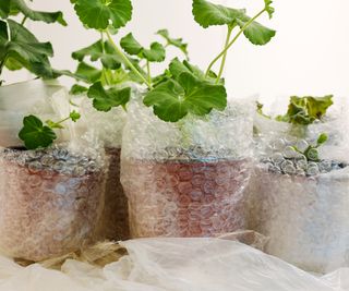 plant pots covered in bubble wrap to protect them from the cold