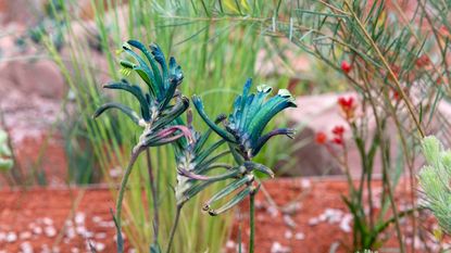 Blue kangaroo paw on RHS Journey Beyond the Tracks Garden 2026