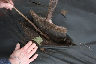 weed-blocking membrane for planting a large area of bare roots