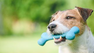 Jack Russell Terrier dog with toy bone