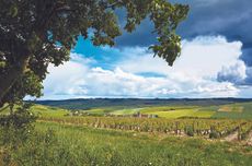 Grand Auxerrois Burgundy wines