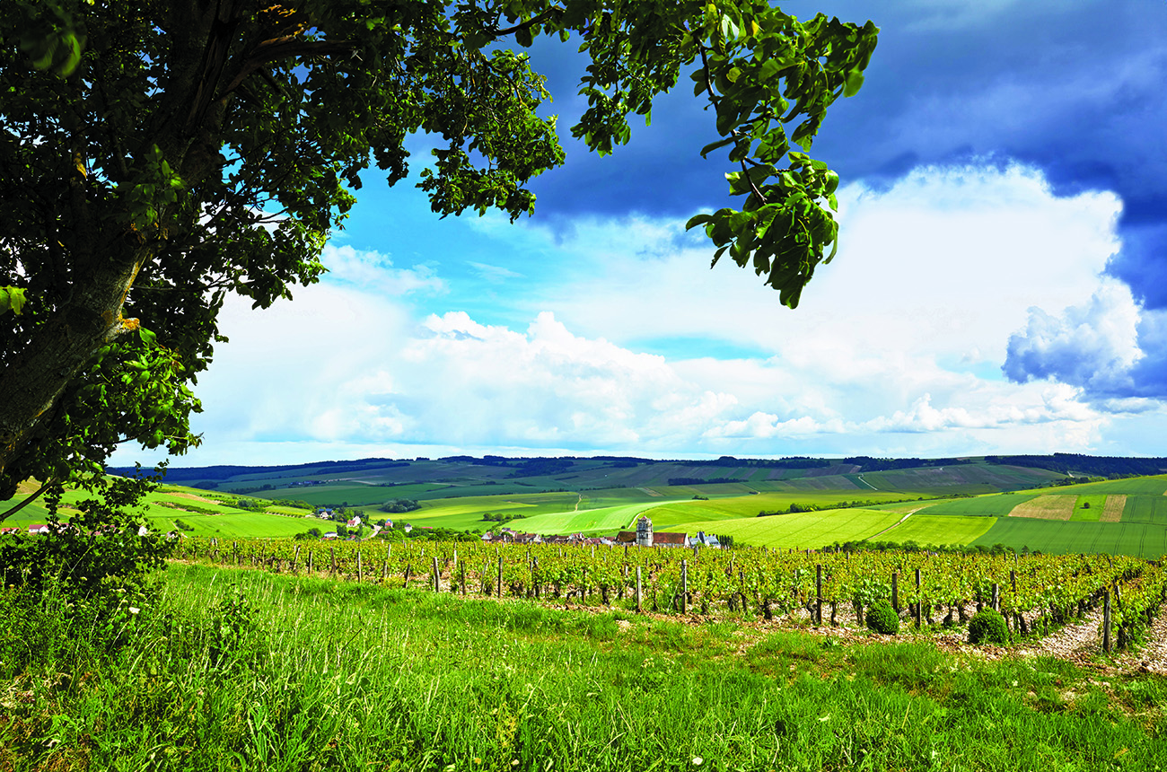 Grand Auxerrois Burgundy wines