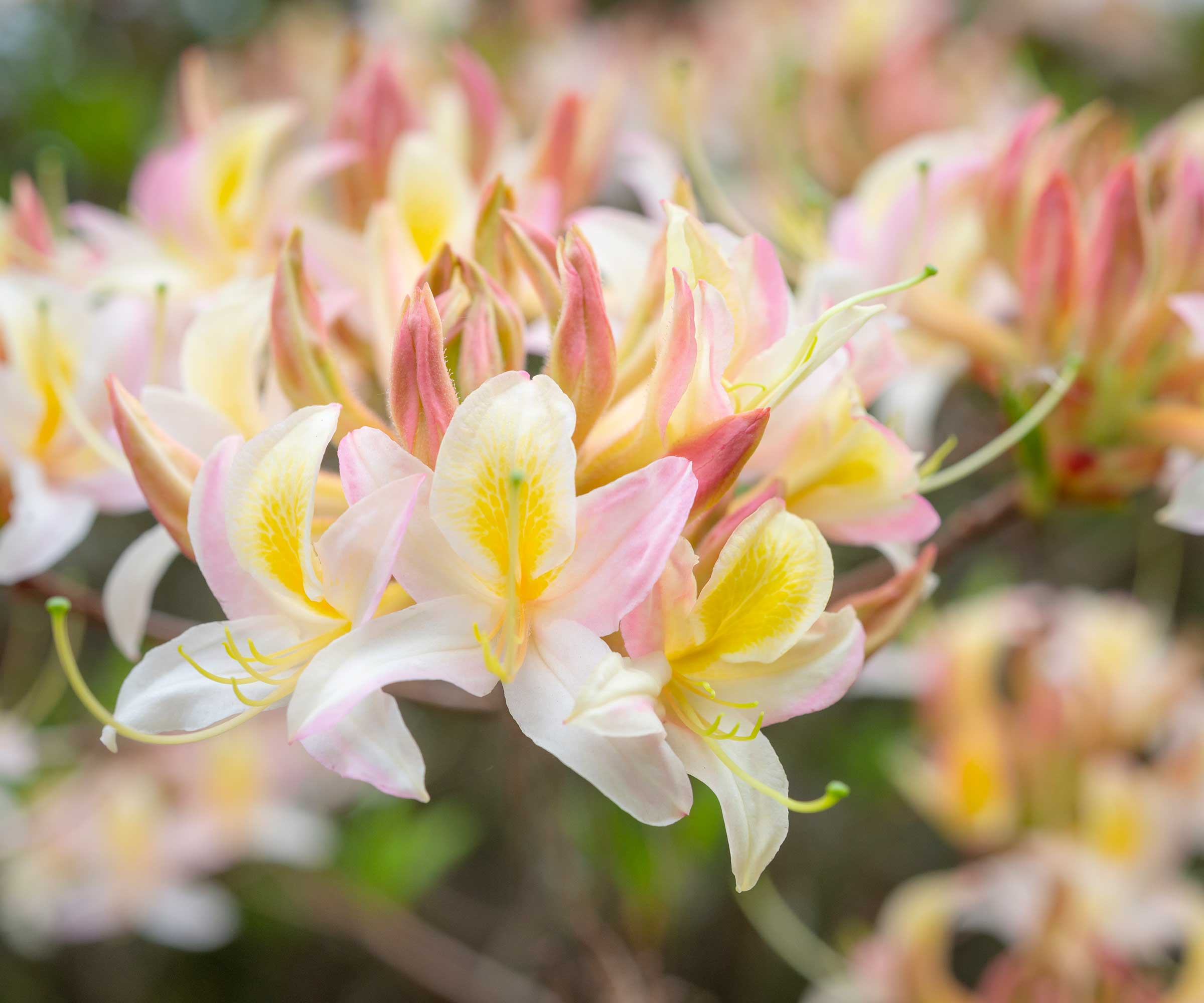 azalea in garden with pale yellow, white and peach flowers