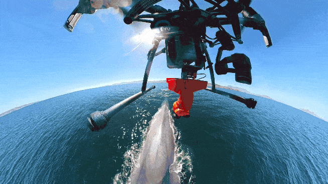 Watch this camera drone tag a whale from above!