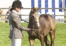 buckskin-hr.jpg