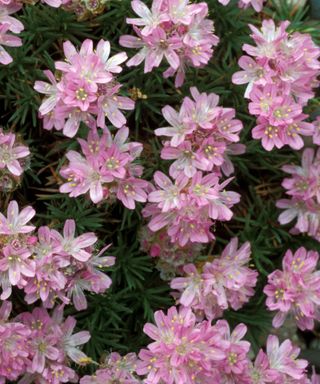 Armeria juniperifolia 'Bevan's Variety' alpine plants in bloom