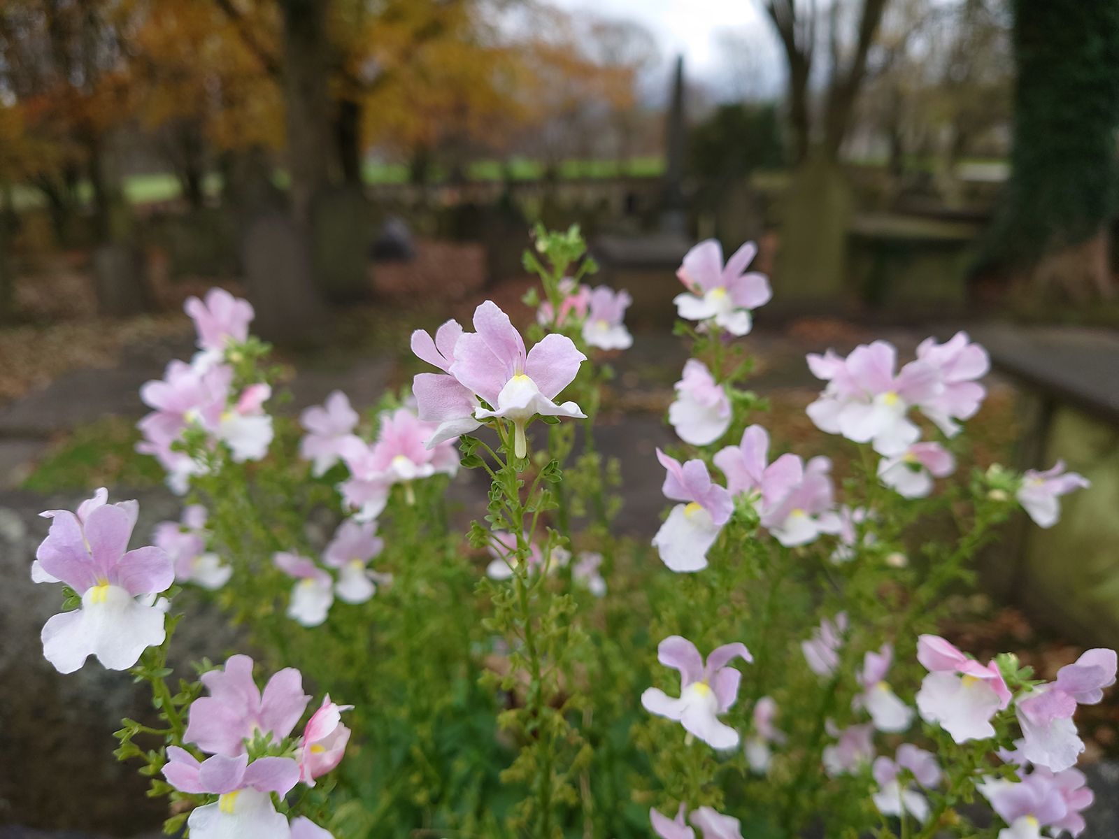 Sony Xperia 5 II camera sample