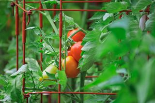 A tomato plant in a cage