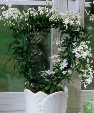 jasmine houseplant with white flowers trained around a wire hoop on a windowsill