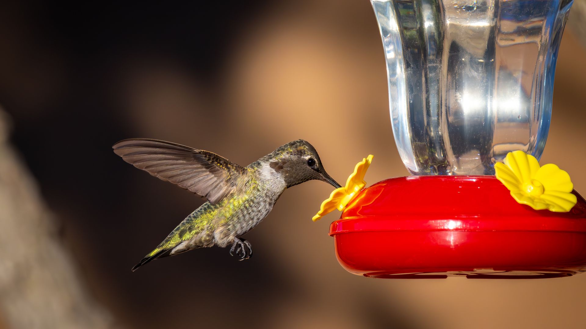 Hummingbird using feeder