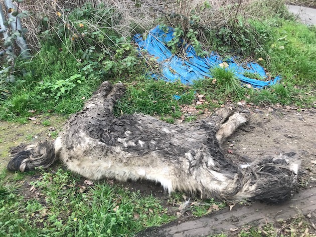 RSPCA-dead-horse.jpeg