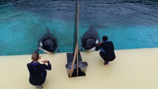 A trainer works with Wikie (left) alongside the orca's calf, Moana.