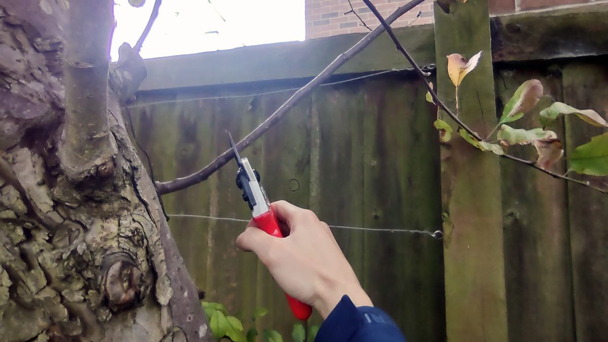 Felco 6 Bypass Pruner review Top Ten Reviews