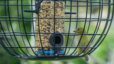 Caged bird feeder