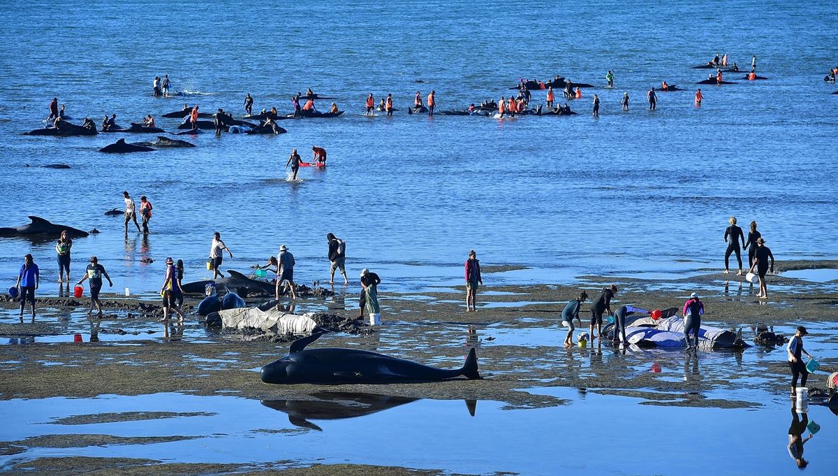 Volunteers care for stranded pilot whales on Feb. 11, 2017, at Farewell Spit on New Zealand.